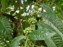 ubud (34)